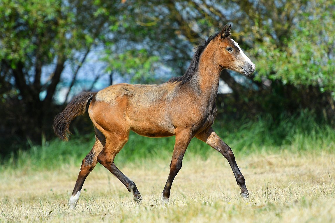 Bagar-Dacor - Akhal Teke Foal